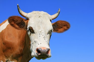 gökyüzü bir inek başkanı