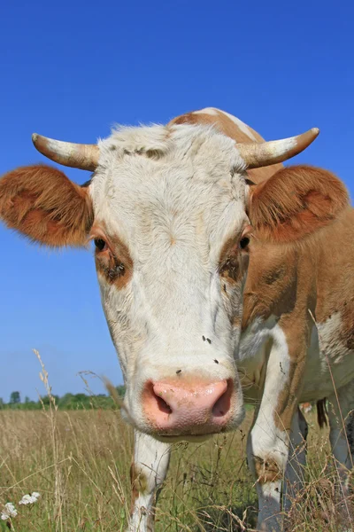 Koe op een zomerweide — Stockfoto