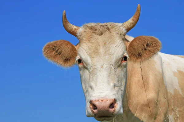 Testa di mucca contro il cielo — Foto Stock