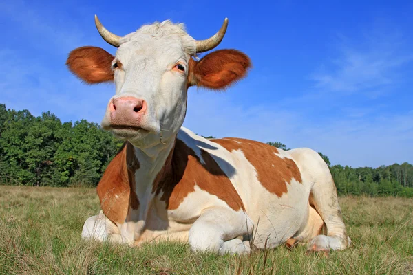 Koe op een zomerweide — Stockfoto