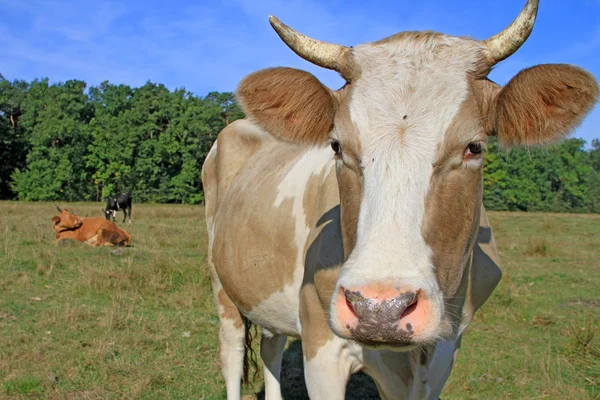 Cow on a summer pasture Stock Picture