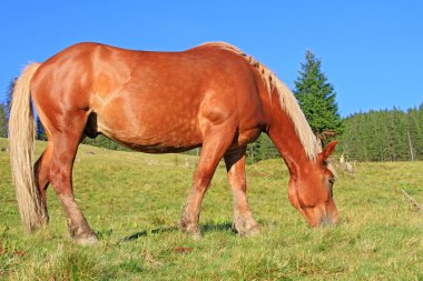 Yaz otlağında bir at