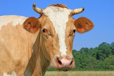 bir inek bir mera karşı başkanı