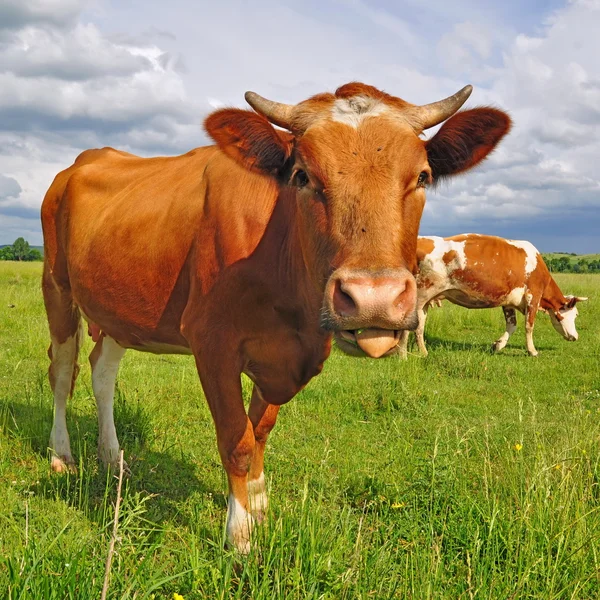 Las vacas en un pasto de verano —  Fotos de Stock