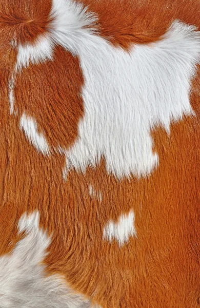 Fragment of a skin of a cow — Stock Photo, Image