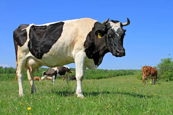 Vache dans un pâturage d'été — Photo