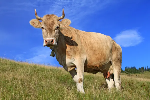 Koe op een zomerweide — Stockfoto