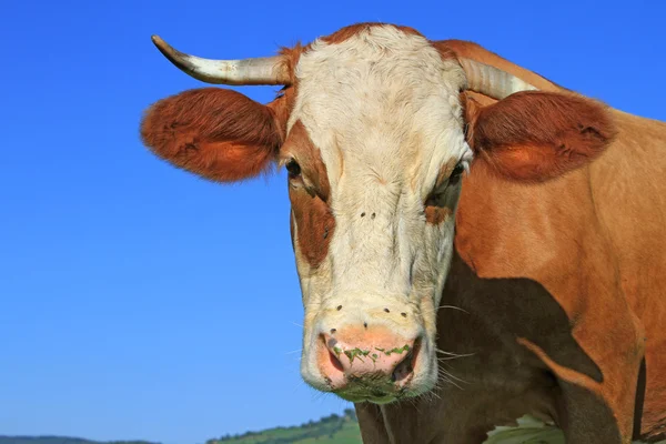 对天空的一头母牛的头 — 图库照片