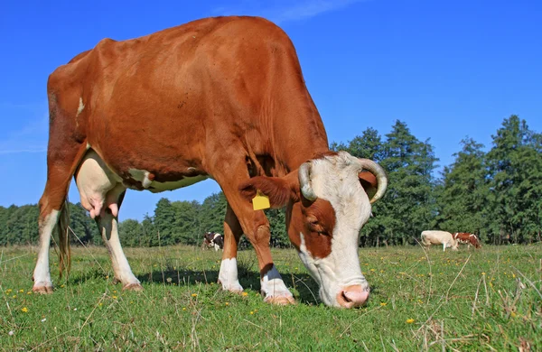 Vache dans un pâturage d'été — Photo