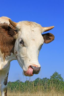 Başını gökyüzüne karşı buzağı