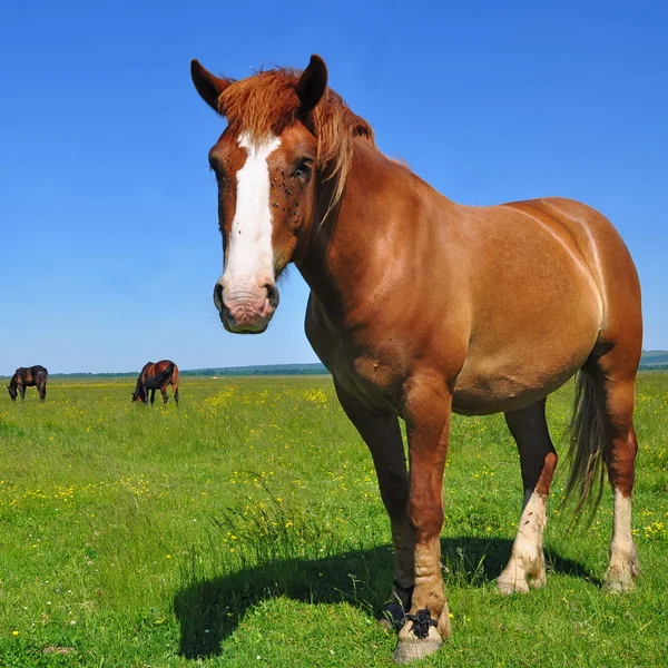 Cavalo em um pasto de verão — Fotografia de Stock