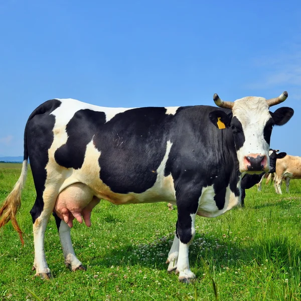 Yaz otlağında inek