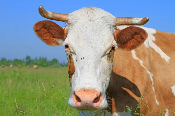 Testa di mucca contro un pascolo — Foto Stock