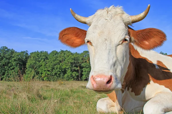 Mucca su un pascolo estivo — Foto Stock