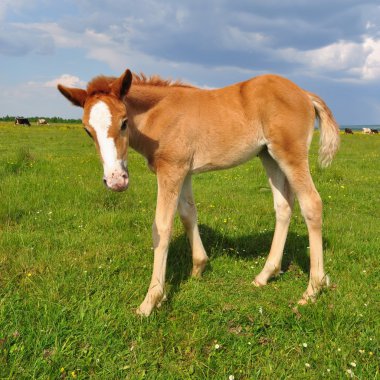 Yaz mera üzerinde tayı