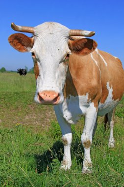 Yaz otlağında inek