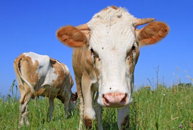 Yaz otlağında inekler