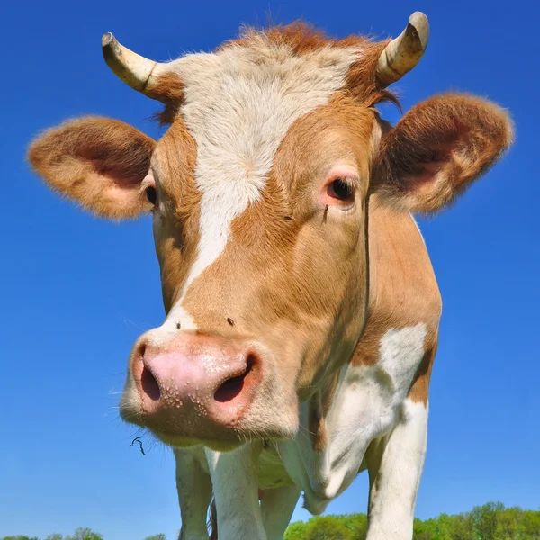 Vaca em um pasto de verão — Fotografia de Stock