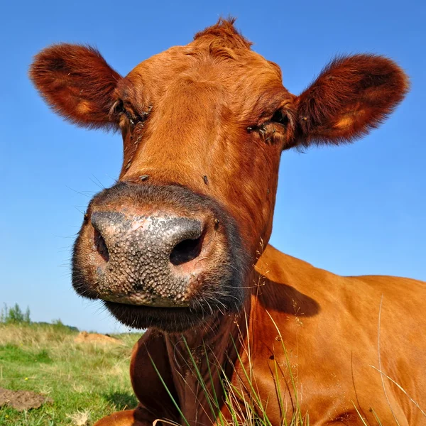 Cabeça de uma vaca contra um pasto — Fotografia de Stock