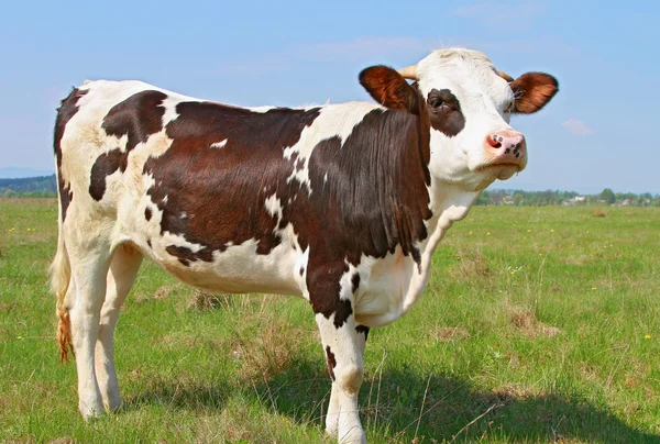 Das Kalb auf der Sommerweide — Stockfoto