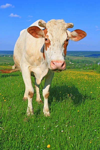 Koe op een zomerweide — Stockfoto