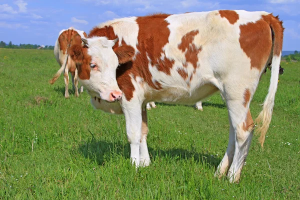 The calf on a summer pasture — Stock Photo, Image