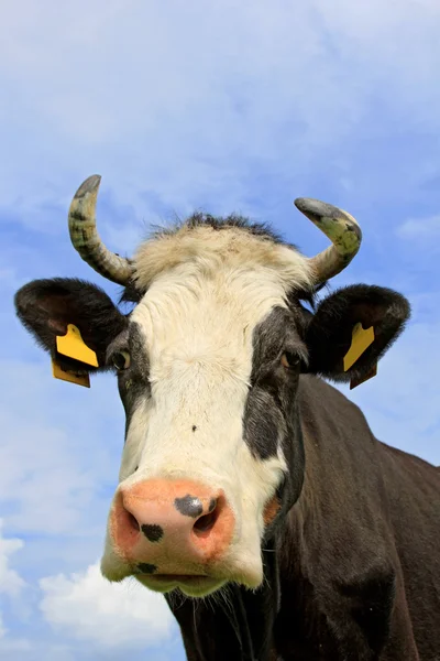 Cabeça de vaca contra o céu — Fotografia de Stock