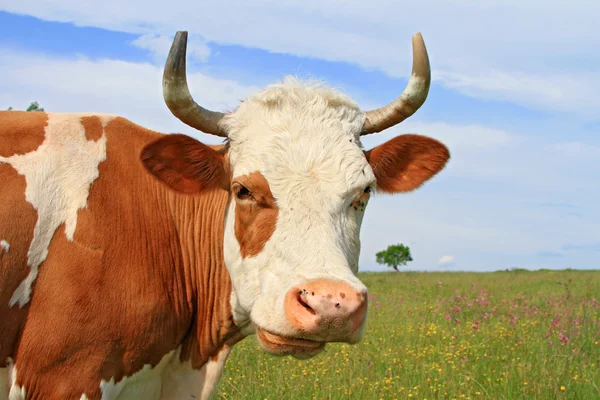 Testa di mucca contro un pascolo — Foto Stock