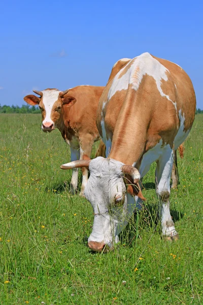 Mucche su un pascolo estivo — Foto Stock