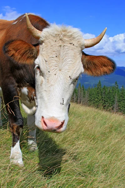 Vaca en un pasto de montaña de verano —  Fotos de Stock