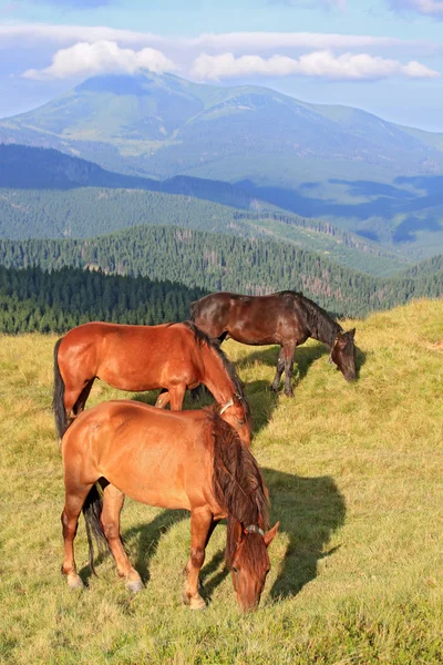 夏の山の牧草地の馬 — ストック写真