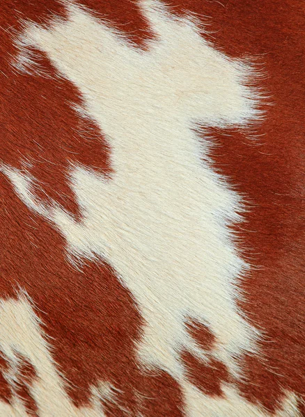 Fragment van een huid van een koe — Stockfoto