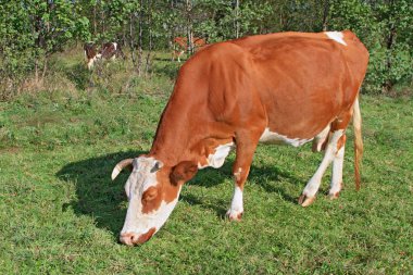 Yaz otlağında inek