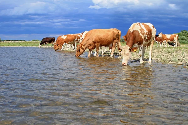 Vacas em um lugar de rega — Fotografia de Stock