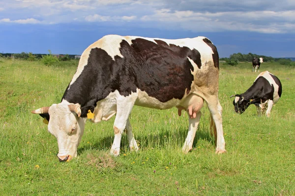 Mucche su un pascolo estivo — Foto Stock