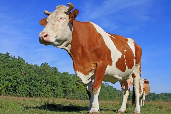 Koe op een zomerweide — Stockfoto