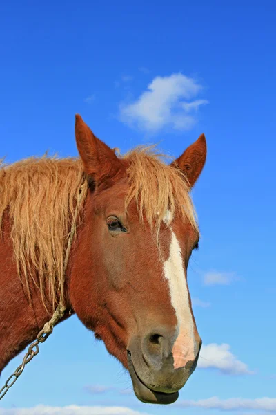 Kopf eines Pferdes gegen den Himmel — Stockfoto