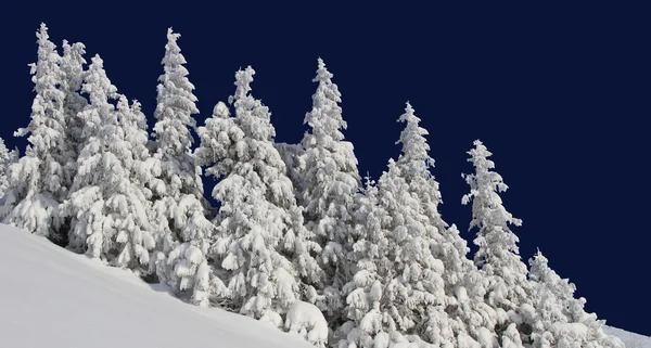 Firs under snow — Stock Photo, Image