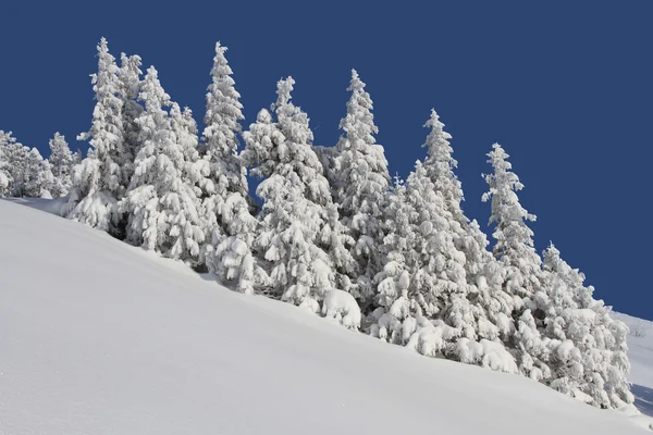 Firs kar altında — Stok fotoğraf