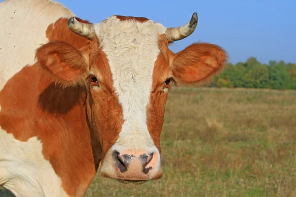 Hoofd van een koe tegen een weiland — Stockfoto