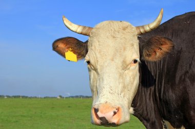 bir inek bir mera karşı başkanı