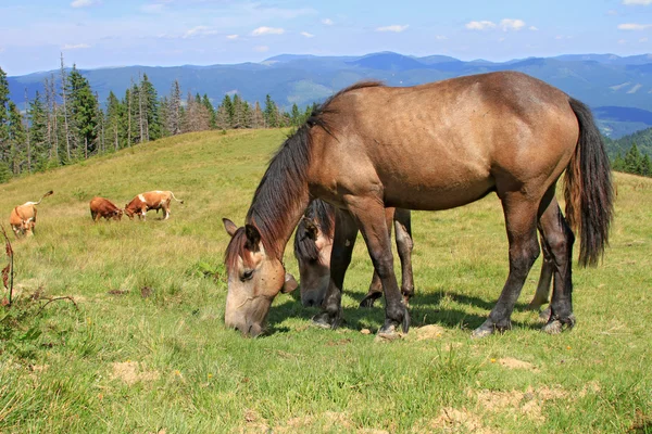 夏の山の牧草地の馬 — ストック写真