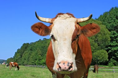 Yaz otlağında inek