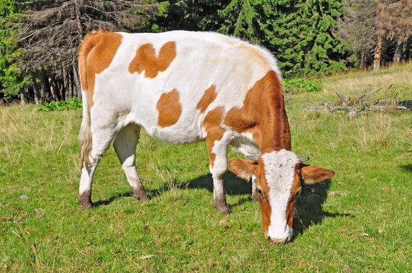 A nyári legelőn borjú. — Stock Fotó