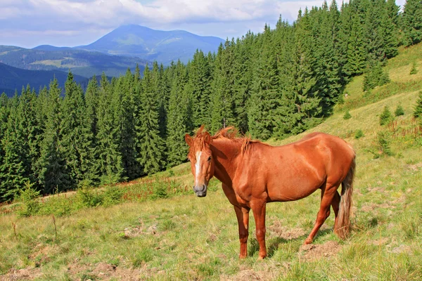 夏の山の牧草地の馬 — ストック写真