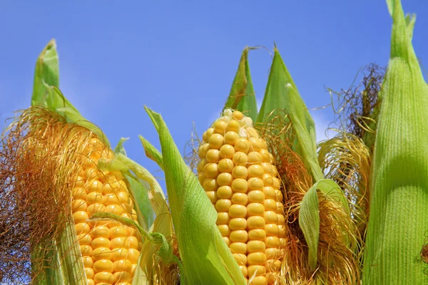 Mısır gökyüzüne karşı genç kulaklar