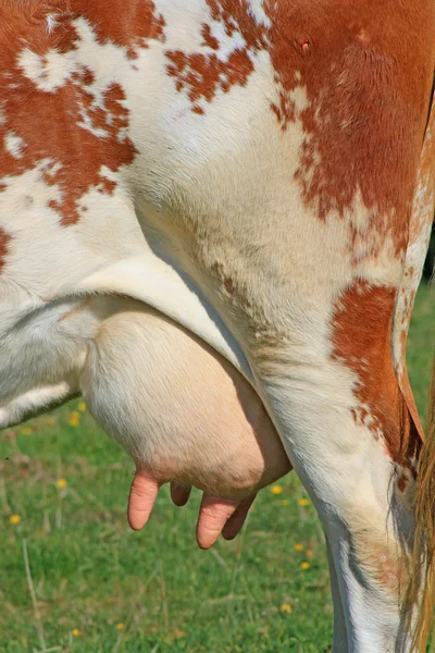 Udder of a young cow — Stock Photo, Image