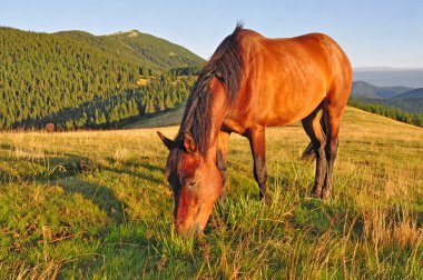 at üstünde bir yaz Dağı mera