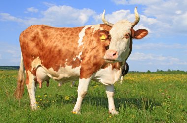 Yaz otlağında inek