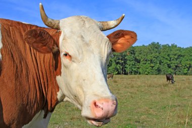 bir inek bir mera karşı başkanı